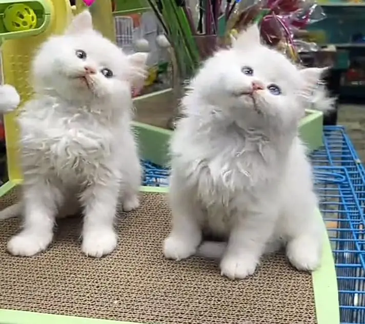 Persian kitten triple Qout. for. . sale my WhatsApp03493731440 — photo 3