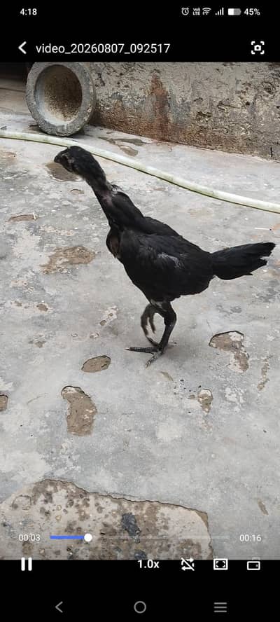 high quality dragon chicks for sale high quality healthy and active