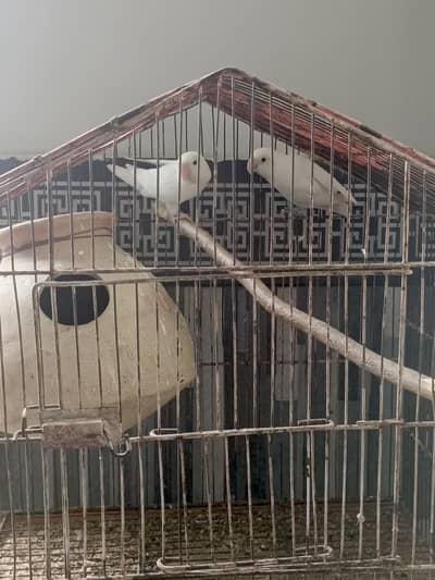 breeder pairs for sale