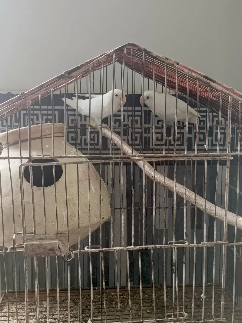 breeder pairs for sale — photo 2