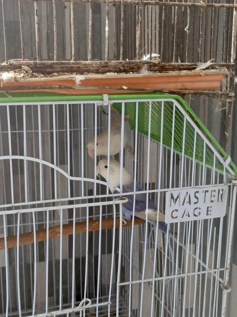 breeder pairs for sale — photo 3