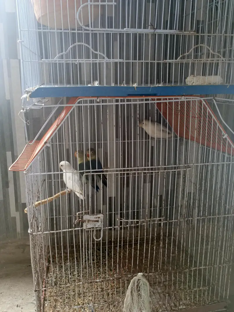 breeder pairs for sale — photo 4