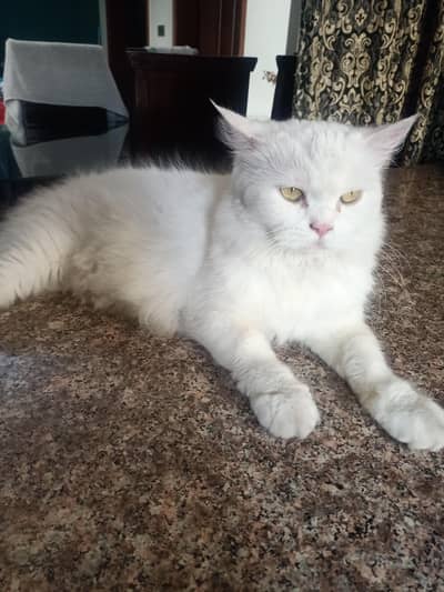 persian cat 3years old very play full and healthy