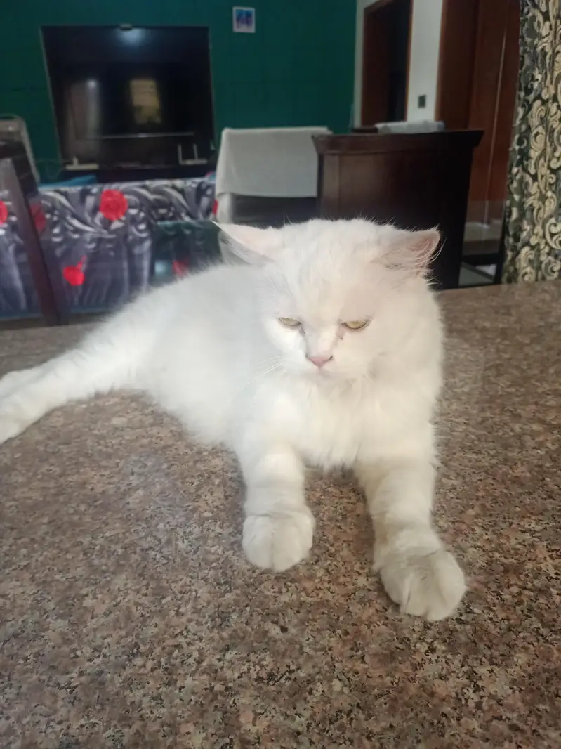 persian cat 3years old very play full and healthy — photo 2