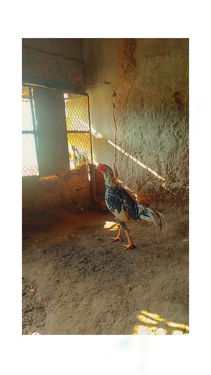 jiq ko Lana ha 03309163538 WhatsApp a jo — photo 3