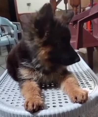 german shepherd puppies available for sale. 03073909212