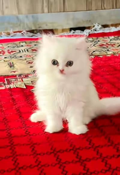 Persian kitten triple Qout. for. . sale my WhatsApp03493731440