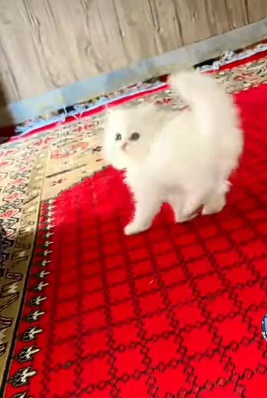 Persian kitten triple Qout. for. . sale my WhatsApp03493731440 — photo 2