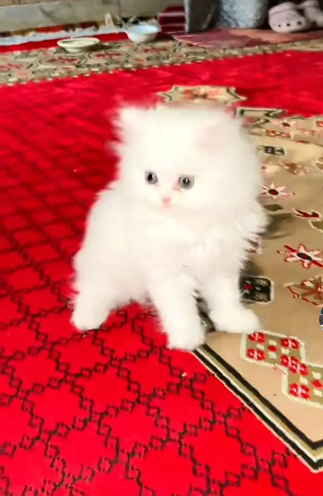 Persian kitten triple Qout. for. . sale my WhatsApp03493731440 — photo 3