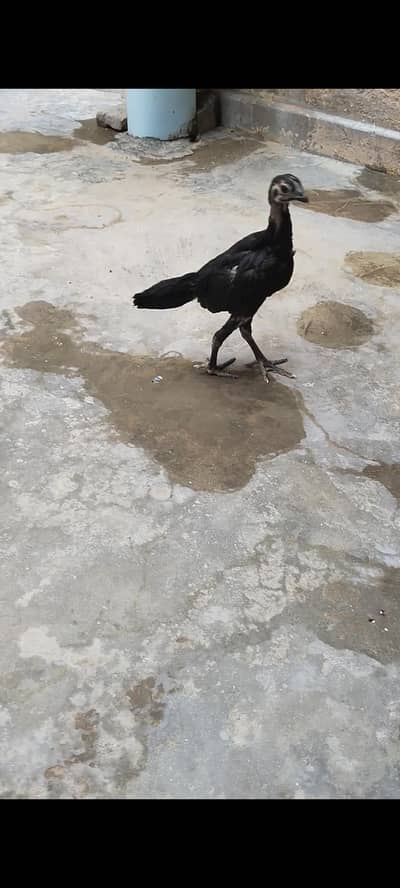 high quality dragon chicks for sale healthy and active