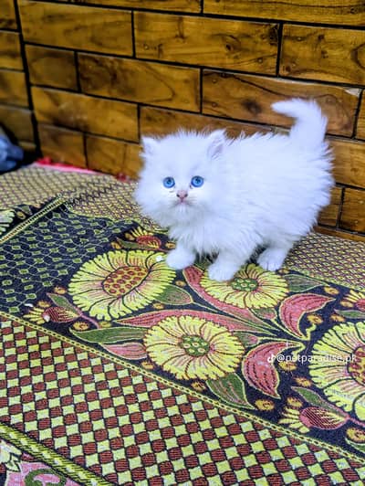 Persian kitten triple Qout. for. . sale my WhatsApp03493731440