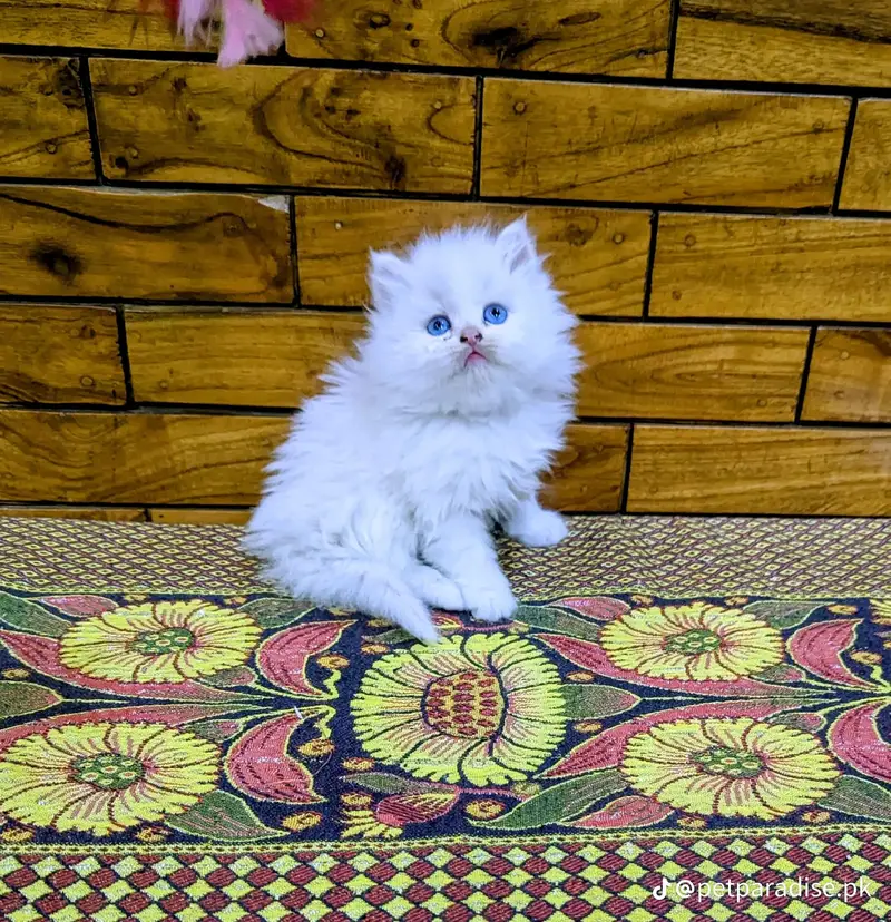 Persian kitten triple Qout. for. . sale my WhatsApp03493731440 — photo 3