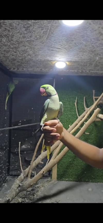 Raw parrot pair