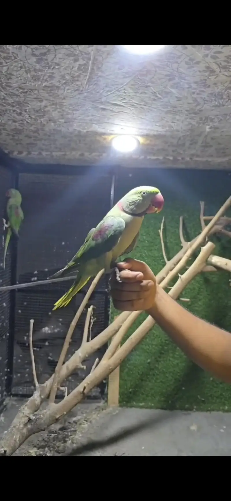 Raw parrot pair — photo 2