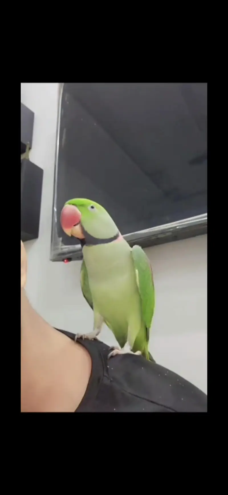 Raw parrot pair — photo 3