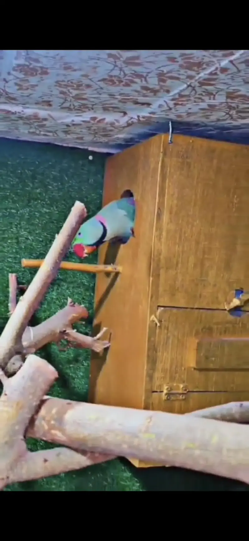 Raw parrot pair — photo 4