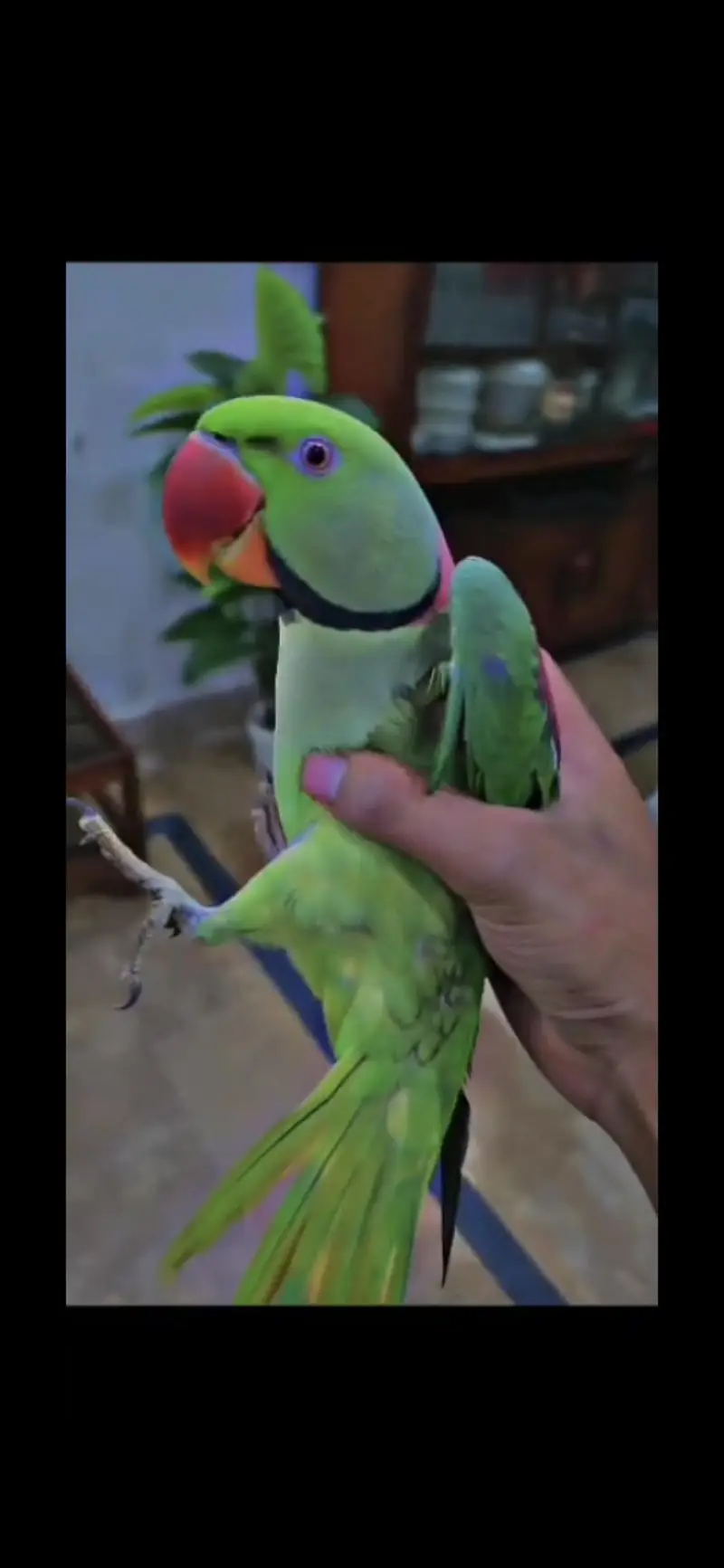 Raw parrot pair — photo 5