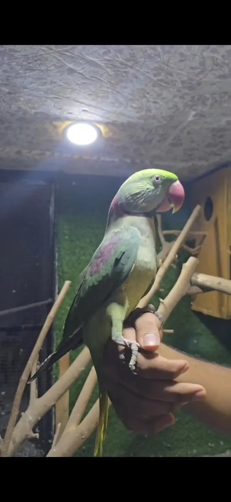 Raw parrot pair — photo 6