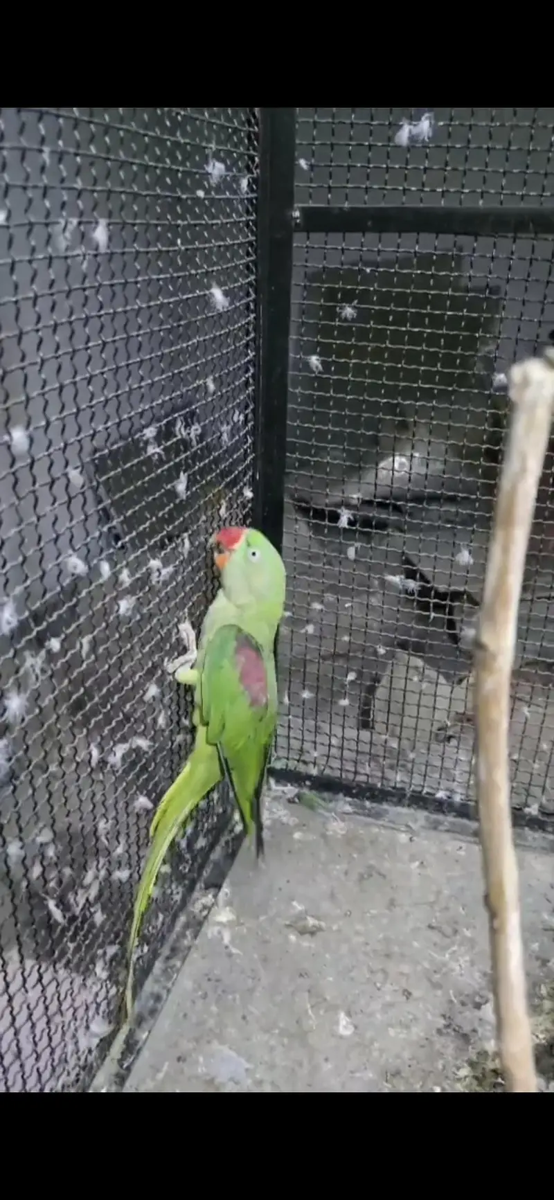 Raw parrot pair — photo 7