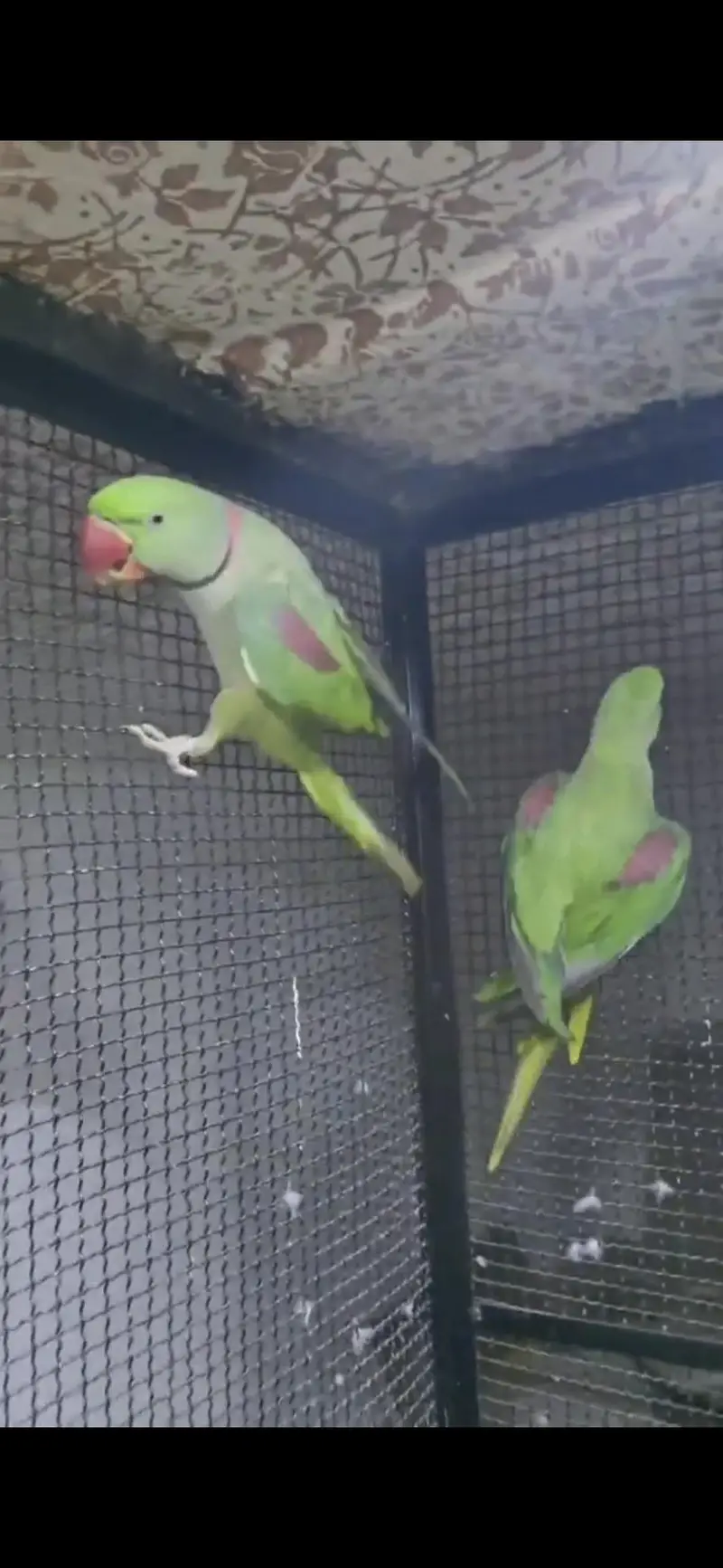 Raw parrot pair — photo 8