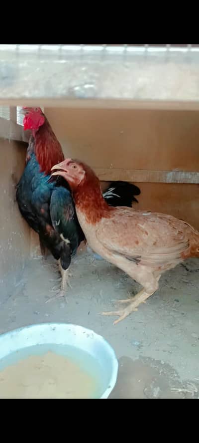 aseel murga aur murgi for sale
