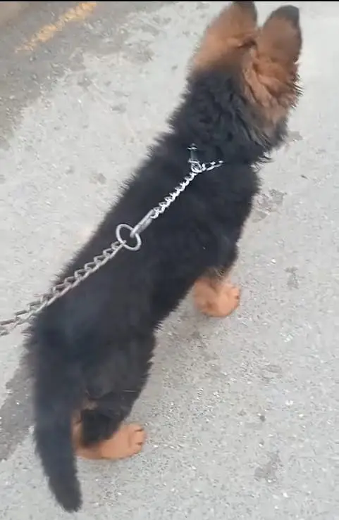 german shepherd puppies available for sale. 03073909212 — photo 3