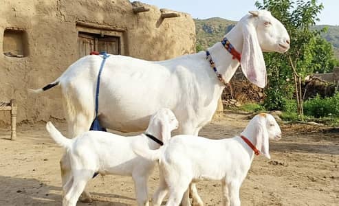 2 bacchon wali bakri for sale call+/03242213919