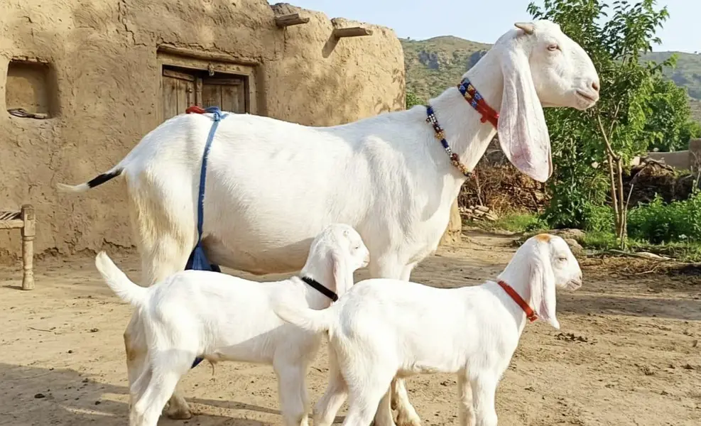 2 bacchon wali bakri for sale call+/03242213919
