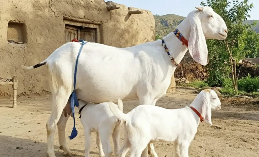 2 bacchon wali bakri for sale call+/03242213919 — photo 2
