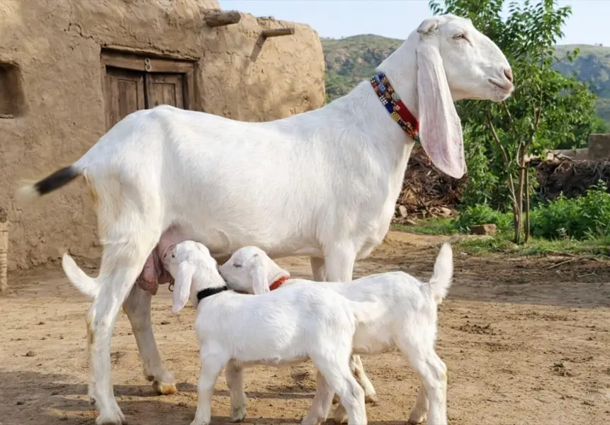 2 bacchon wali bakri for sale call+/03242213919 — photo 3