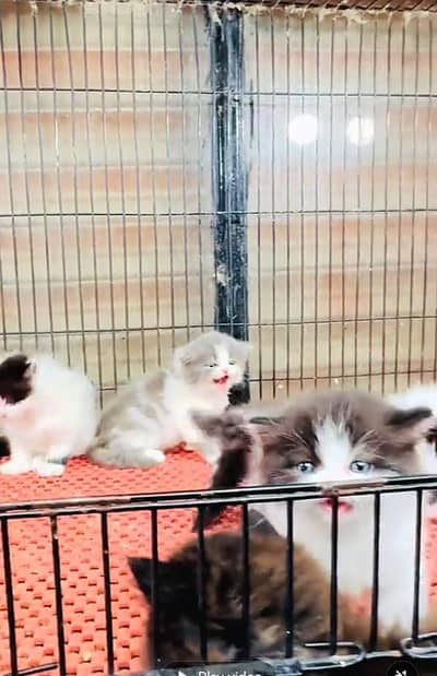 Persian kitten triple Qout. for. . sale my WhatsApp03493731440