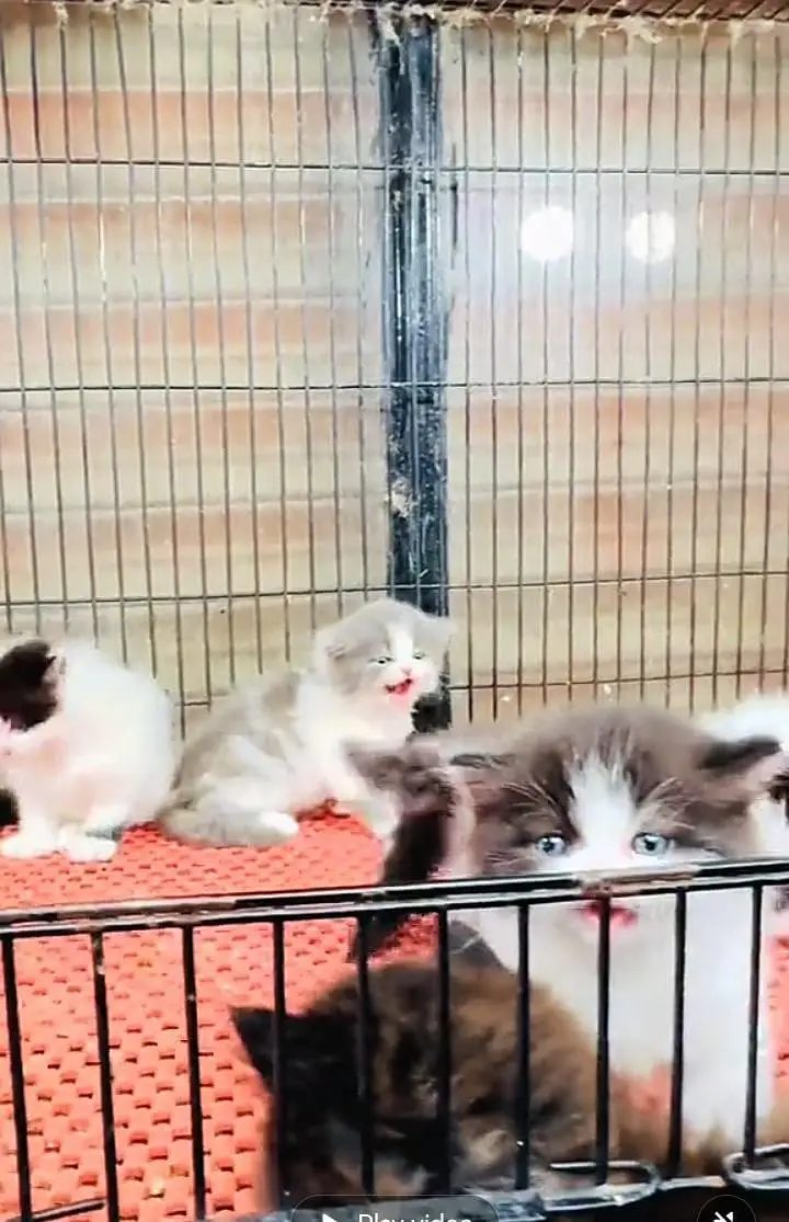Persian kitten triple Qout. for. . sale my WhatsApp03493731440