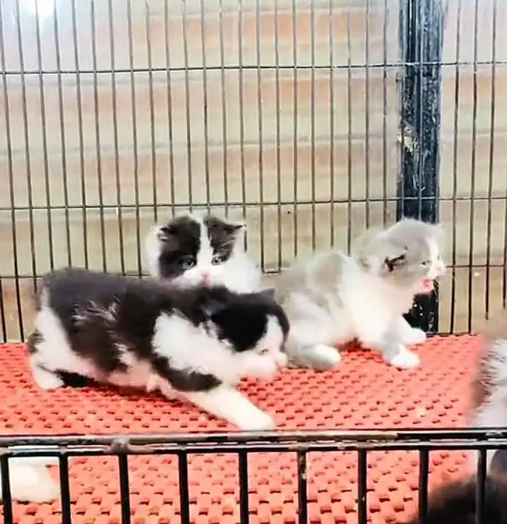 Persian kitten triple Qout. for. . sale my WhatsApp03493731440 — photo 2