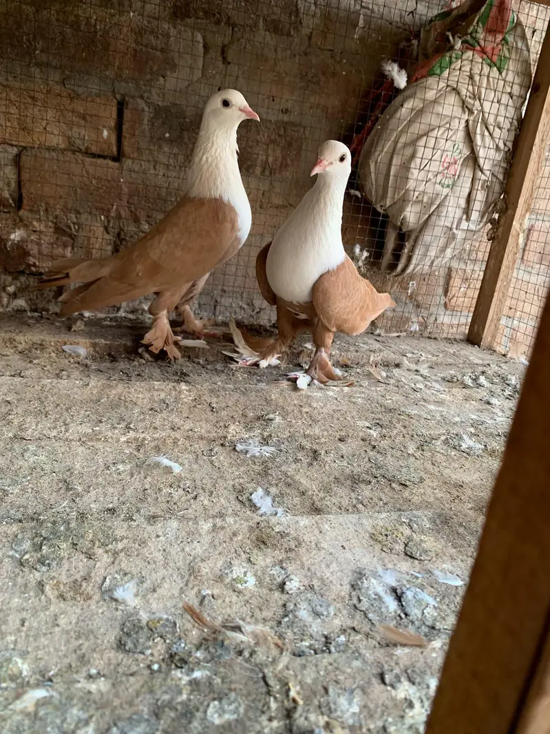 mash Allah yellow Kabali breedr pair +100% guarantee hain lana wala he — photo 4