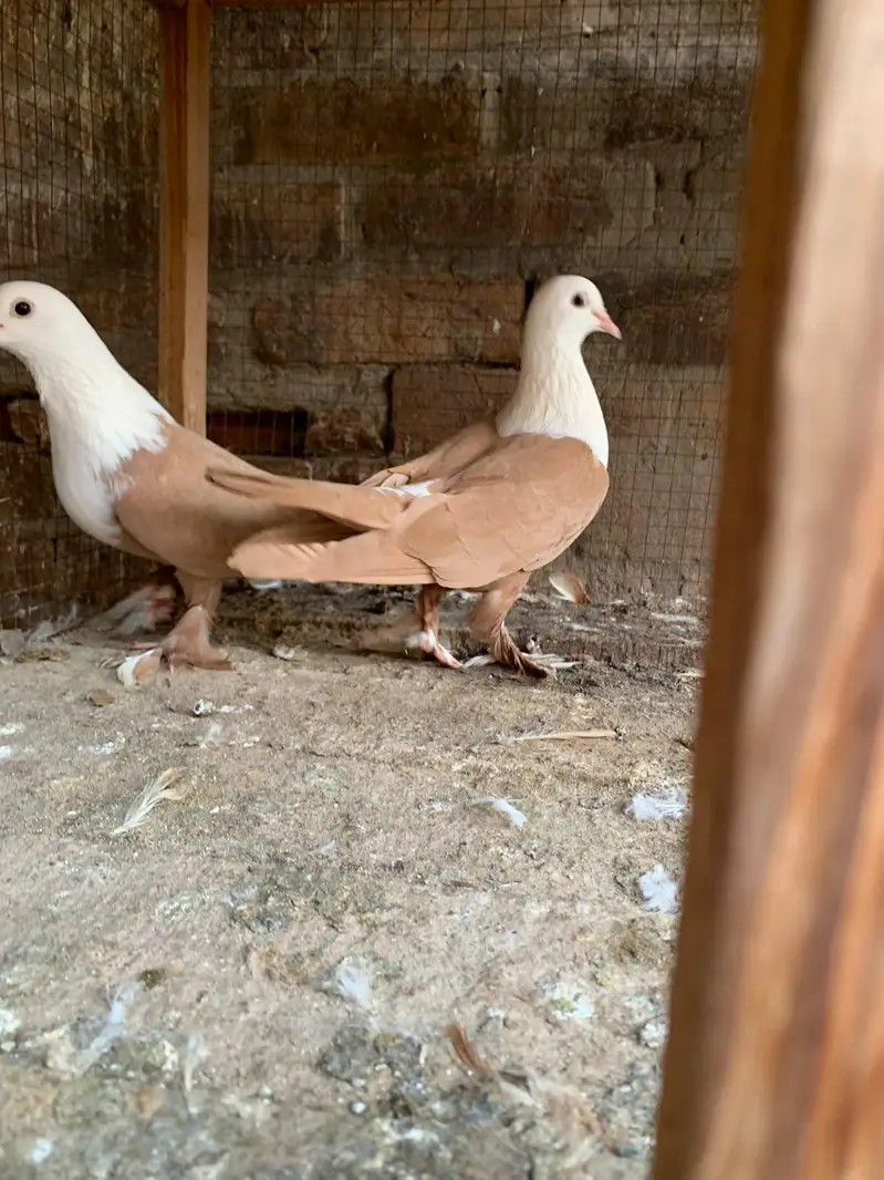 mash Allah yellow Kabali breedr pair +100% guarantee hain lana wala he — photo 6