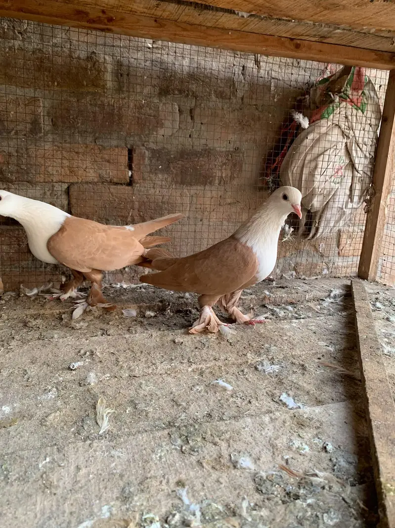 mash Allah yellow Kabali breedr pair +100% guarantee hain lana wala he — photo 7