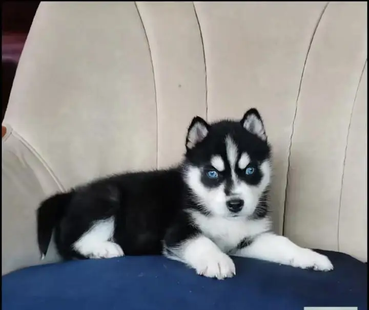 Siberian Husky  for sale — photo 2