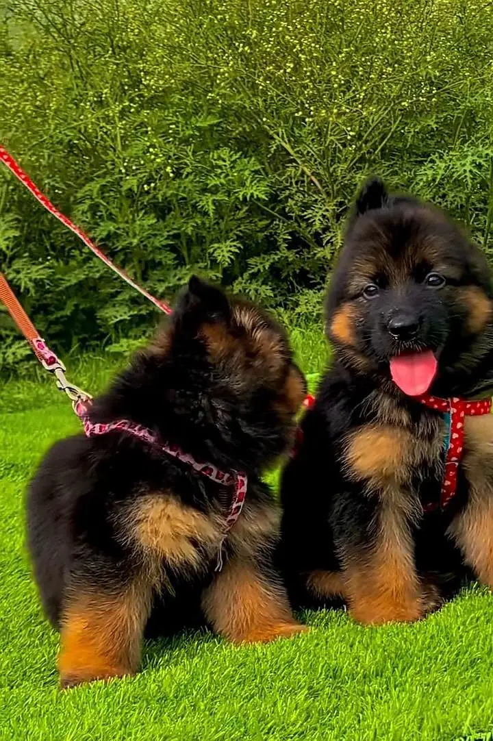 German Shepherd puppies long cot for sale my WhatsApp. 03493731440