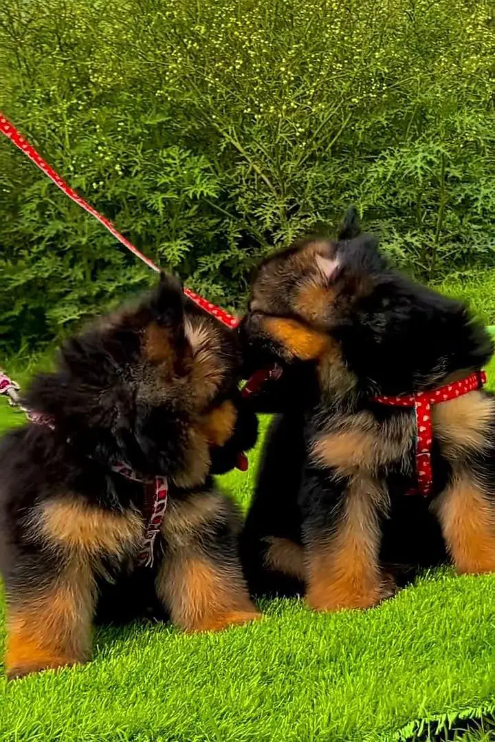 German Shepherd puppies long cot for sale my WhatsApp. 03493731440 — photo 2