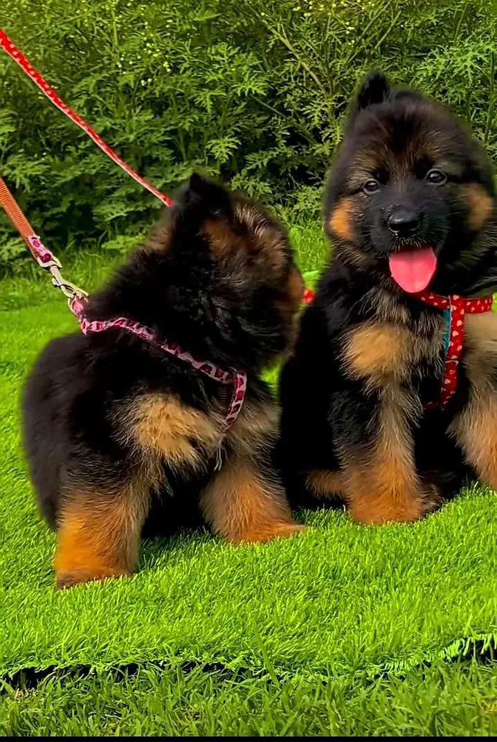 German Shepherd puppies long cot for sale my WhatsApp. 03493731440 — photo 3
