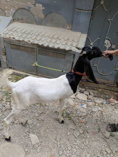 Jamunaripari Crossbred Goat/Bakra