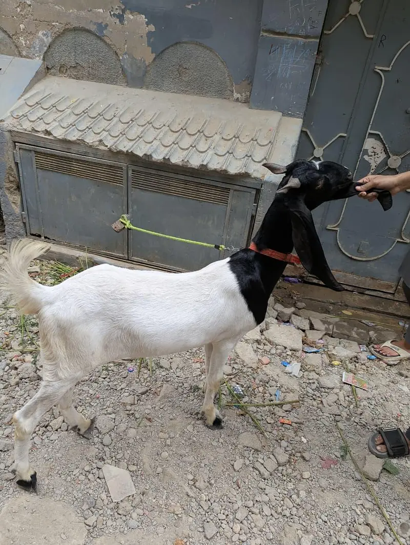 Jamunaripari Crossbred Goat/Bakra