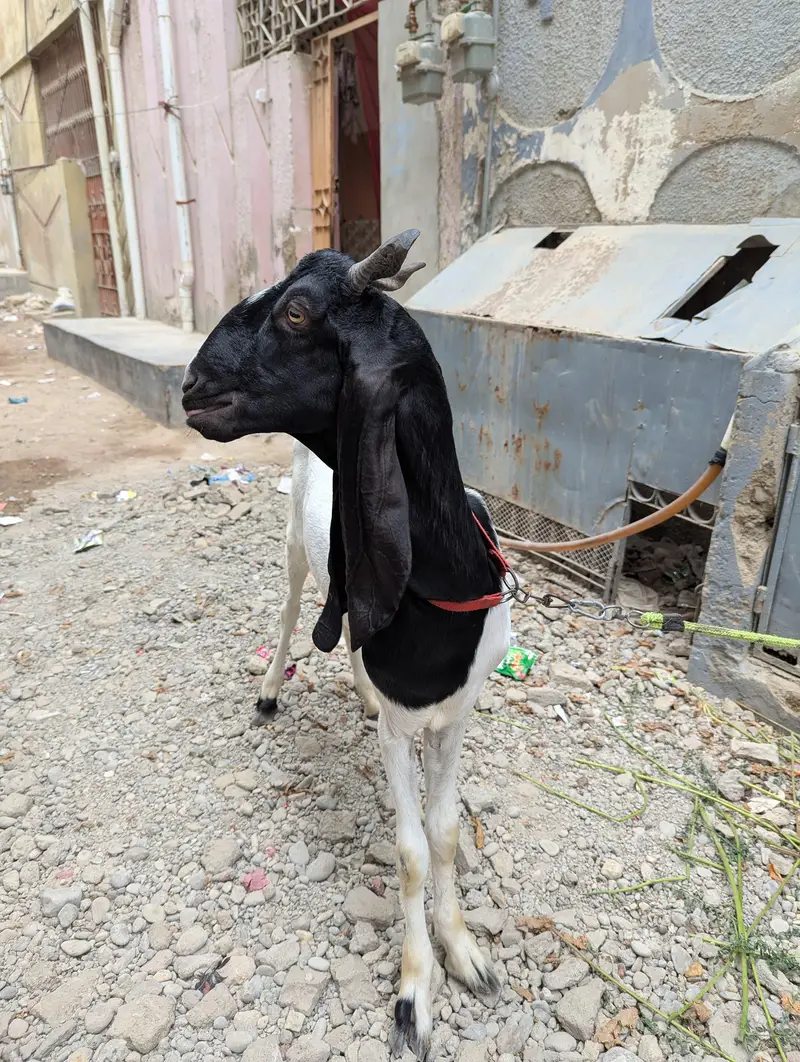 Jamunaripari Crossbred Goat/Bakra — photo 2
