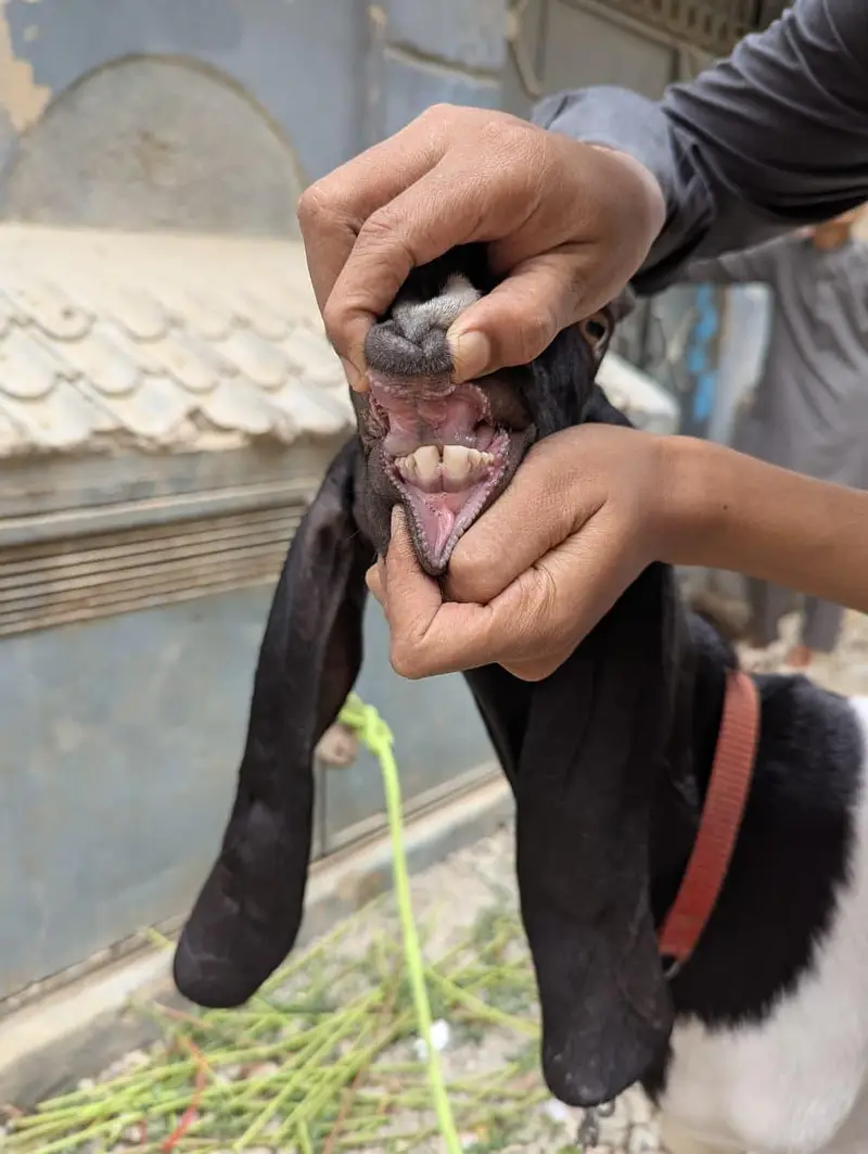 Jamunaripari Crossbred Goat/Bakra — photo 3