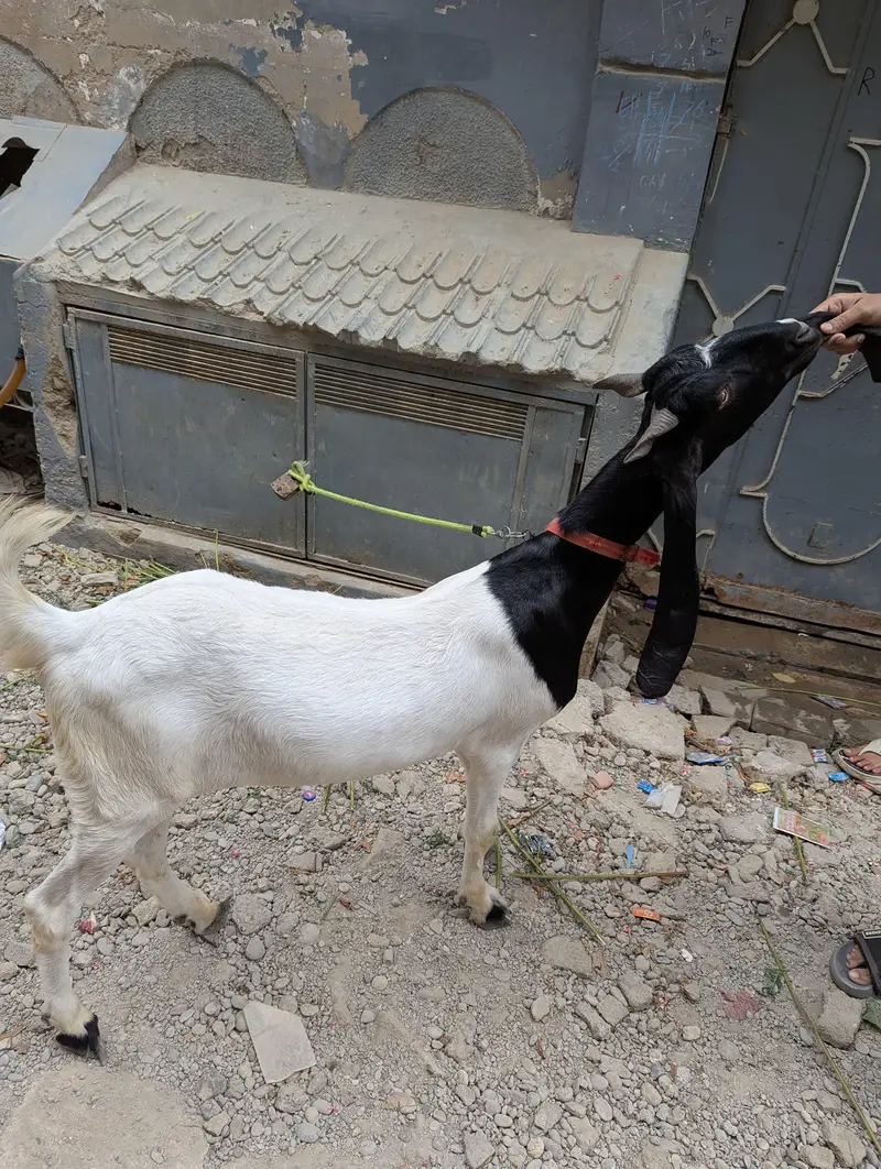 Jamunaripari Crossbred Goat/Bakra — photo 4