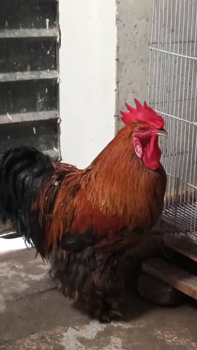 Healthy Rooster & Hen in pair for Sale – Egg Laying Hen