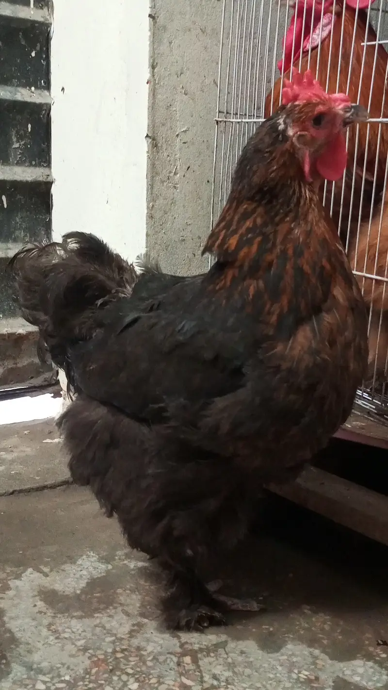 Healthy Rooster & Hen in pair for Sale – Egg Laying Hen — photo 2