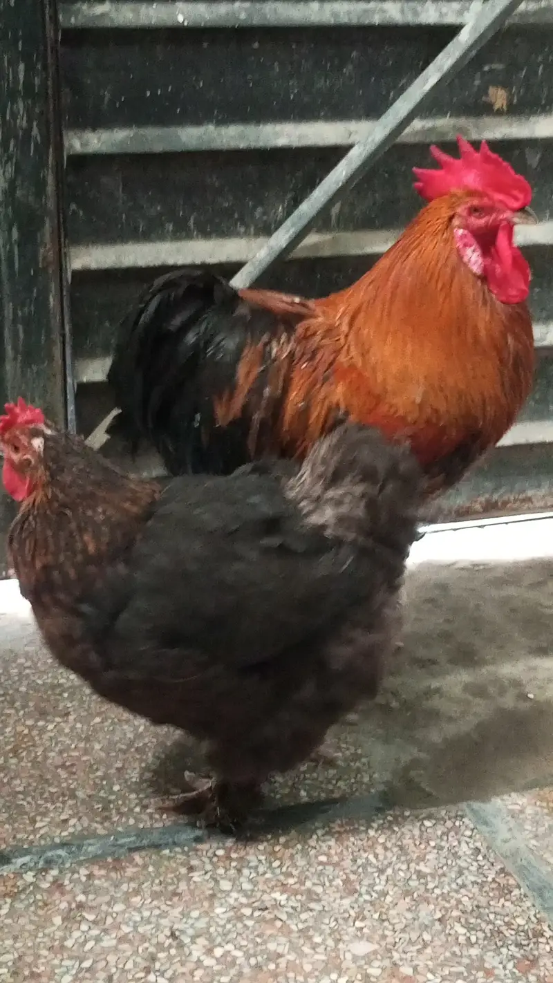 Healthy Rooster & Hen in pair for Sale – Egg Laying Hen — photo 3