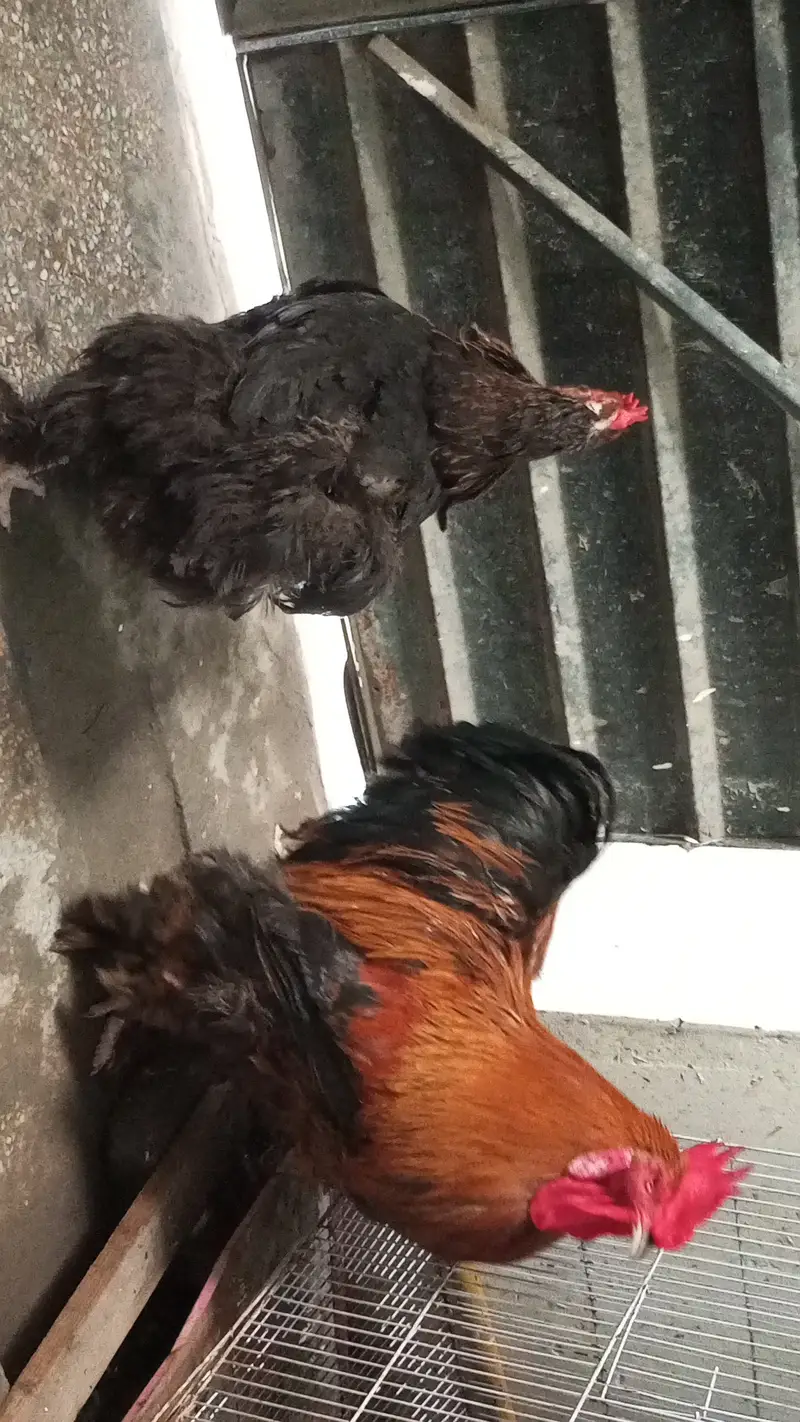 Healthy Rooster & Hen in pair for Sale – Egg Laying Hen — photo 4