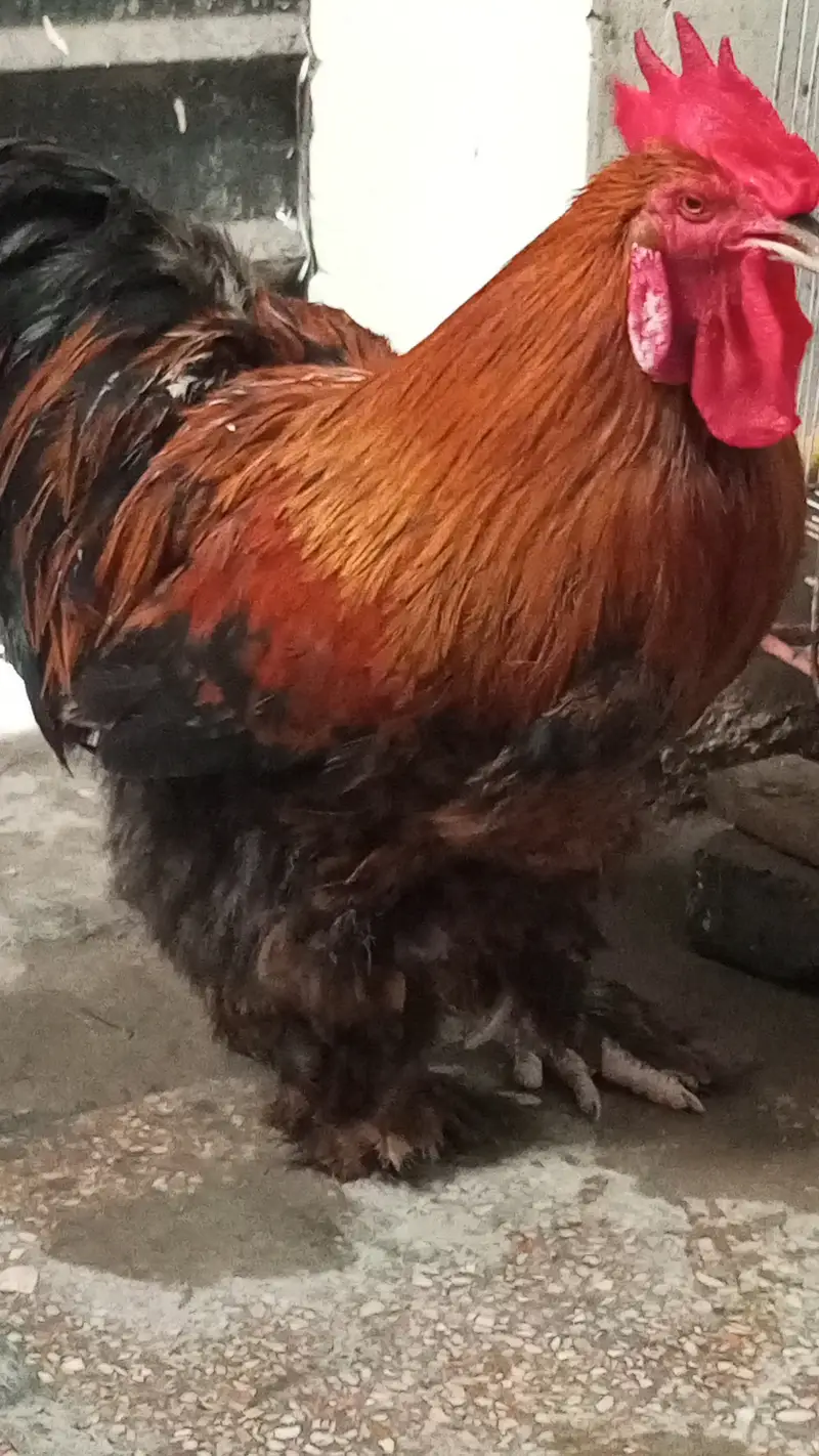 Healthy Rooster & Hen in pair for Sale – Egg Laying Hen — photo 5
